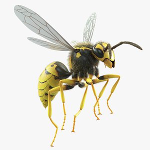 Wasp Vespula Vulgaris Rigged Xgen