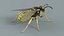 黄蜂 Vespula Vulgaris Ribbed Xgen