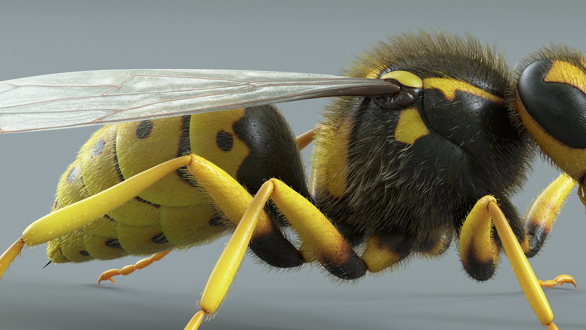 Wasp Vespula Vulgaris Rigged Xgen 3D model https://p.turbosquid.com/ts-thumb/sL/NTvRQB/Jd/wasp_14/jpg/1719401910/1920x1080/fit_q87/87344a827f382b0f4b8f8b7ccb4e1d069cacc726/wasp_14.jpg