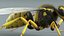 黄蜂 Vespula Vulgaris Ribbed Xgen