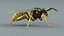 黄蜂 Vespula Vulgaris Ribbed Xgen