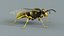 黄蜂 Vespula Vulgaris Ribbed Xgen