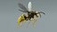 黄蜂 Vespula Vulgaris Ribbed Xgen