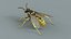 黄蜂 Vespula Vulgaris Ribbed Xgen