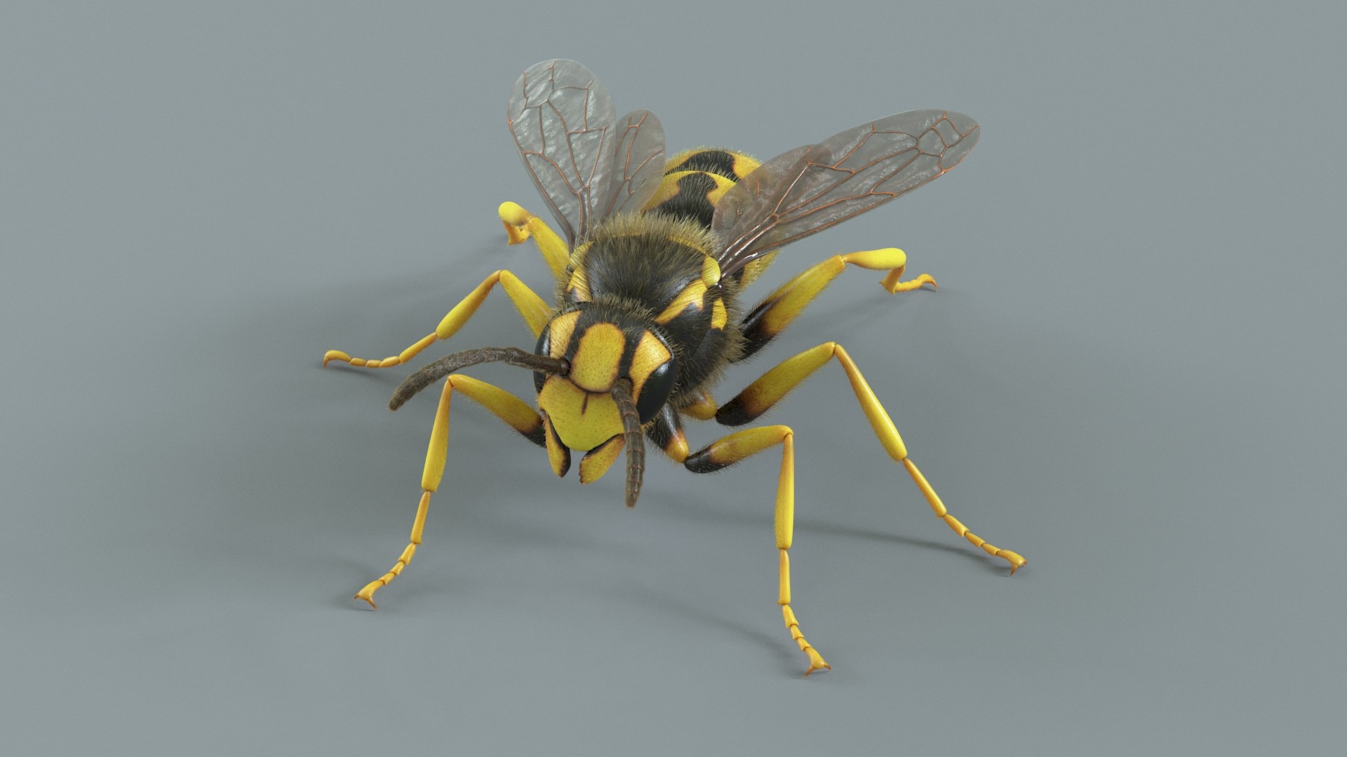 Wasp Vespula Vulgaris Rigged Xgen 3D model https://p.turbosquid.com/ts-thumb/sL/NTvRQB/nf/wasp_10/jpg/1719401901/1920x1080/fit_q87/919e73f12979ba177939d6b59337b0cd66da0907/wasp_10.jpg