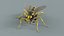 黄蜂 Vespula Vulgaris Ribbed Xgen