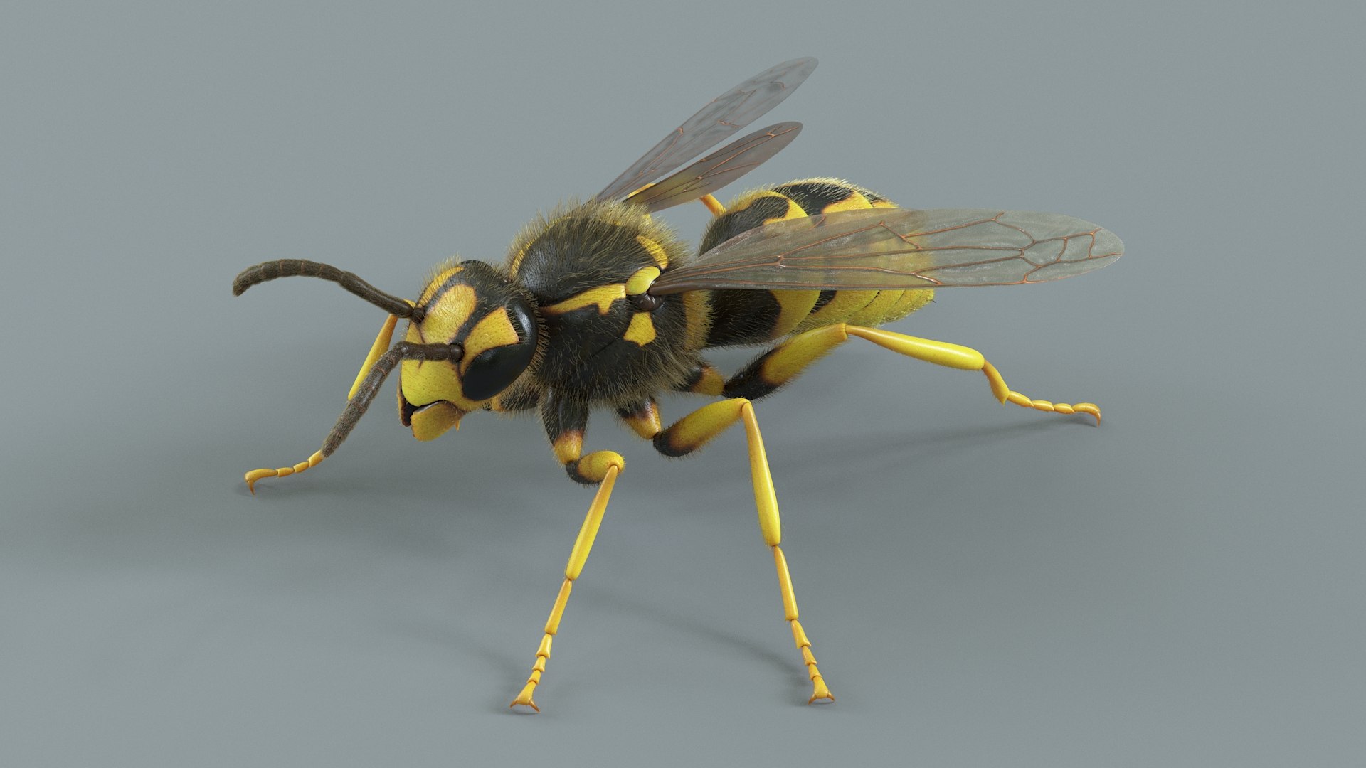 Wasp Vespula Vulgaris Rigged Xgen 3D model https://p.turbosquid.com/ts-thumb/sL/NTvRQB/pX/wasp_09/jpg/1719401900/1920x1080/fit_q87/322b9adfb356a02f5c33cf08a875de064878ed7c/wasp_09.jpg