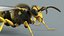 黄蜂 Vespula Vulgaris Ribbed Xgen