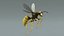 黄蜂 Vespula Vulgaris Ribbed Xgen