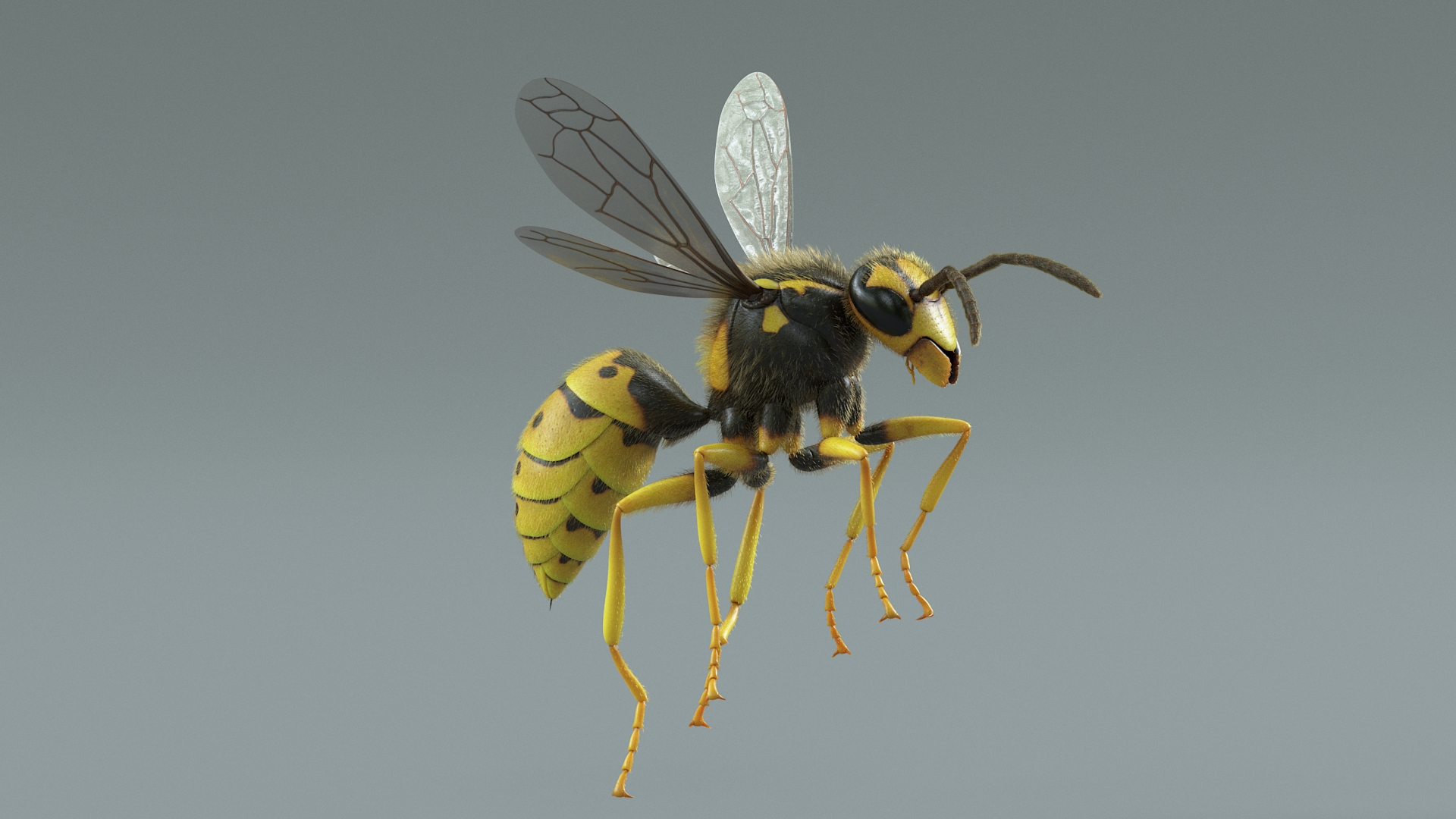 Wasp Vespula Vulgaris Rigged Xgen 3D model https://p.turbosquid.com/ts-thumb/sL/NTvRQB/qP/waspriggedtbb/jpg/1719401777/1920x1080/turn_fit_q99/20c872318e2fdd957a0aaf2139a9cdf3177e5b3f/waspriggedtbb-1.jpg