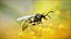 黄蜂 Vespula Vulgaris Ribbed Xgen