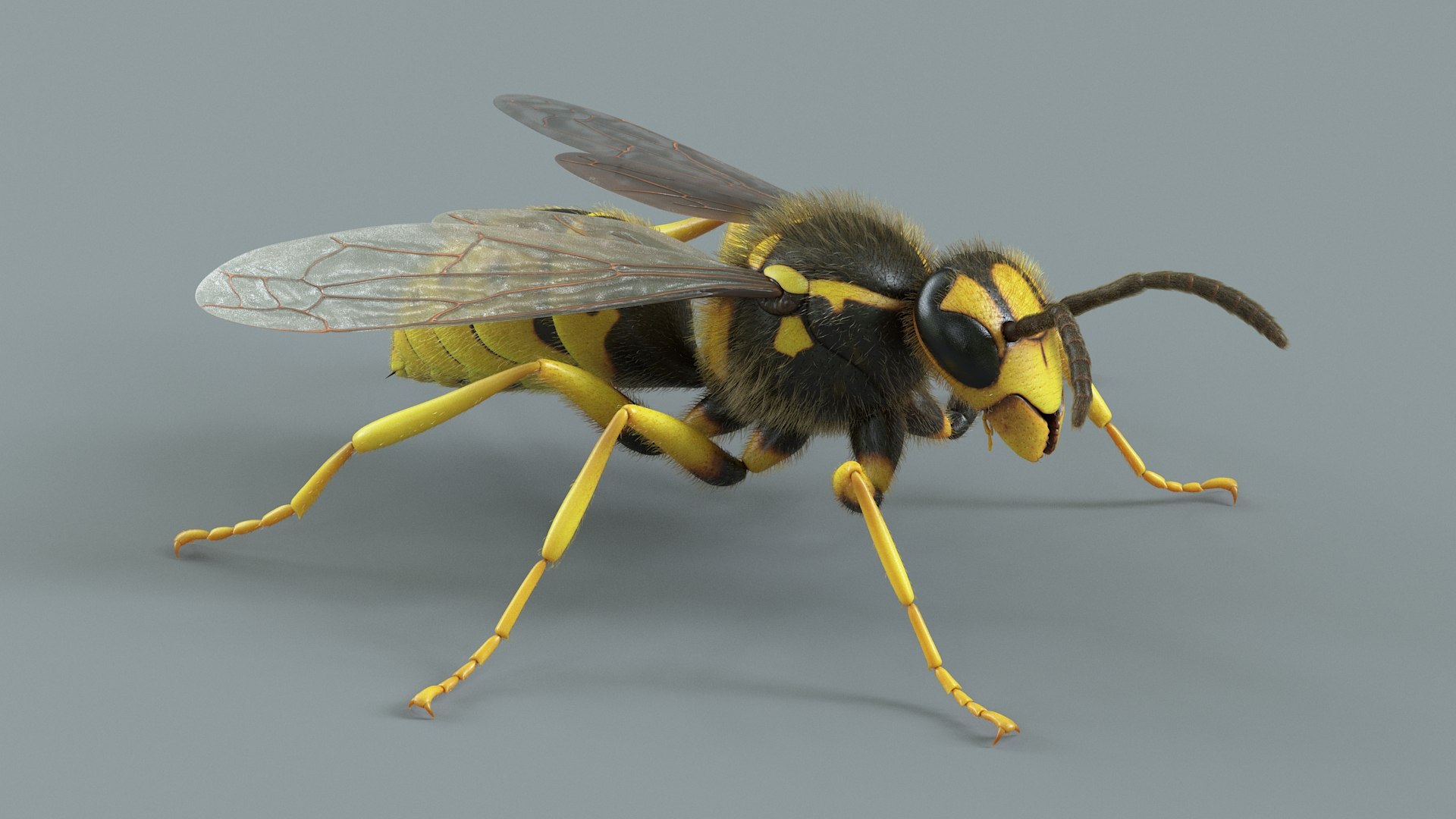 Wasp Vespula Vulgaris Rigged Xgen 3D model https://p.turbosquid.com/ts-thumb/sL/NTvRQB/zj/wasp_11/jpg/1719401901/1920x1080/fit_q87/1f87d86466b682ecdfb6ff396e54444943e1d817/wasp_11.jpg