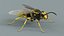 黄蜂 Vespula Vulgaris Ribbed Xgen