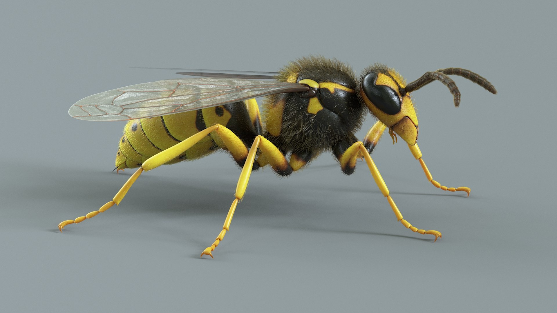 Wasp Vespula Vulgaris Rigged Xgen 3D model https://p.turbosquid.com/ts-thumb/sL/NTvRQB/zp/wasp_05/jpg/1719401896/1920x1080/fit_q87/96586b5782eb86040a6b1b1472c4061ef9798445/wasp_05.jpg