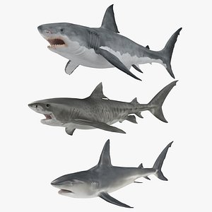 rigged sharks animate great white max