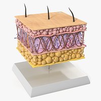 Anatomical Diagram of Epidermis and Dermis Young on Stand