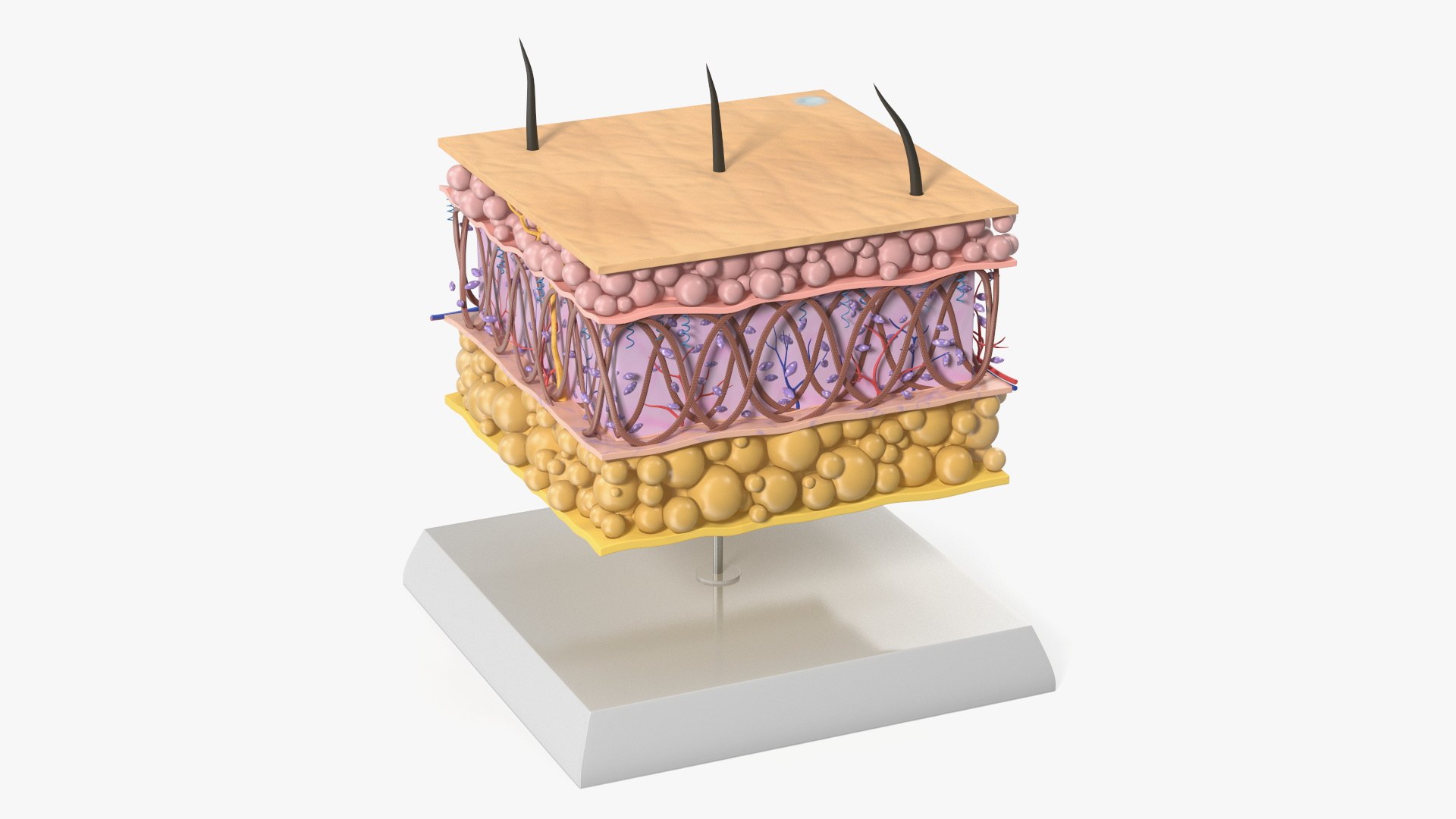 Anatomical Diagram of Epidermis and Dermis Young on Stand 3D model preview