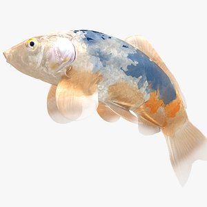 Japanese Carp Fish Rigged L1826 model