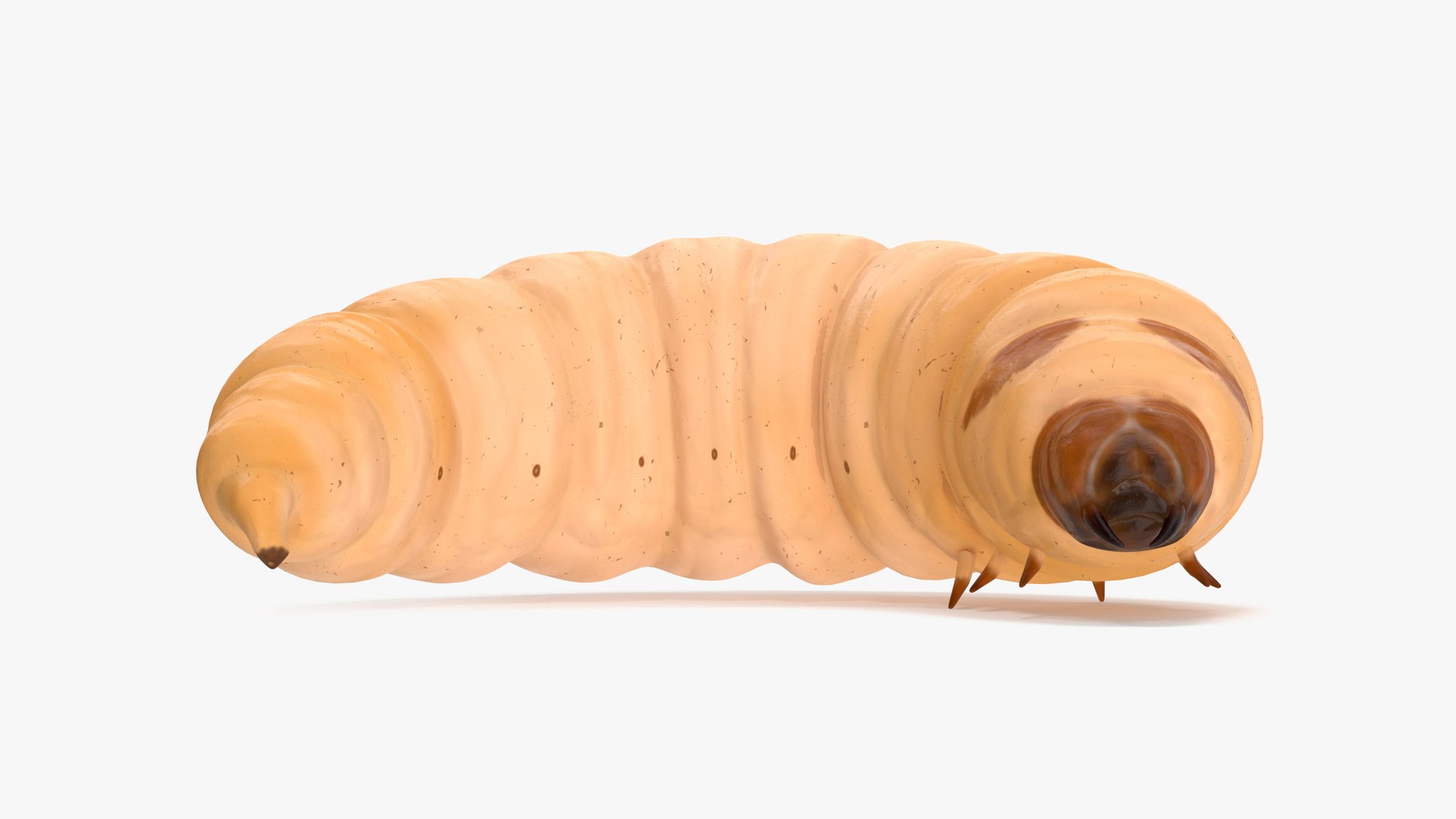 Maggot Fly Rigged for Cinema 4D 3D model preview