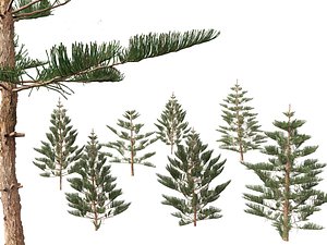 Araucaria heterophylla - Norfolk Island pine 02