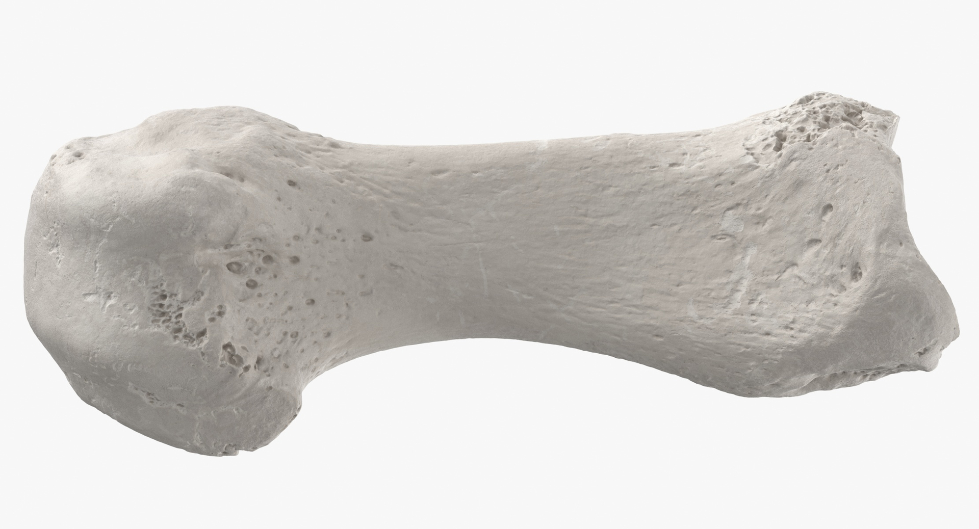 3D metatarsal bone 01 white model https://p.turbosquid.com/ts-thumb/sM/EQiVlg/H5jINqlt/0000/jpg/1587628954/1920x1080/turn_fit_q99/51a3a7edeb452c2f7a49f33df9426902a2f32148/0000-1.jpg