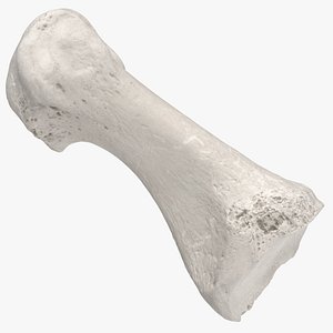 Real First Metatarsal Bone 01 White
