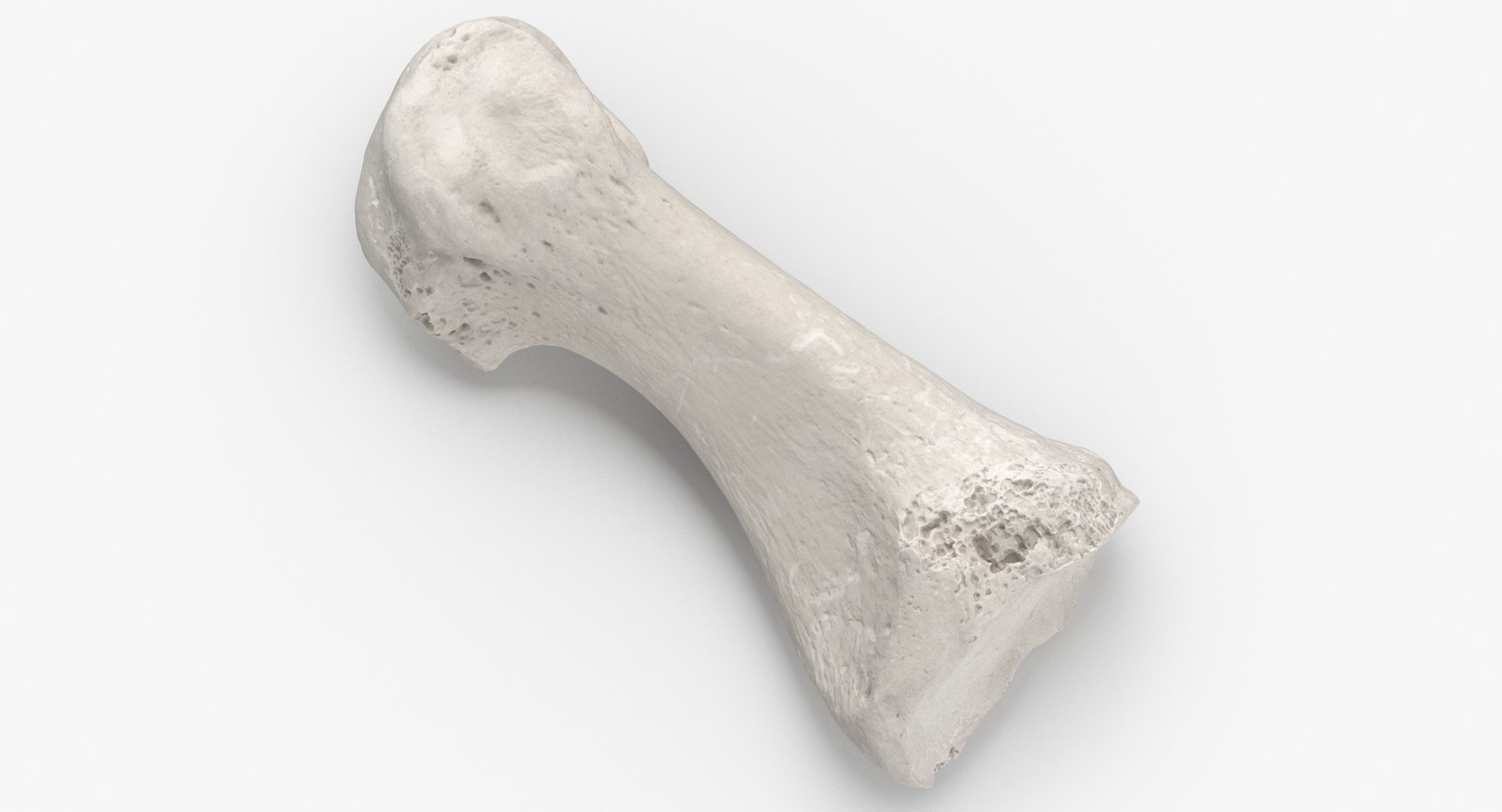 3D metatarsal bone 01 white model https://p.turbosquid.com/ts-thumb/sM/EQiVlg/kOidPwva/first_metatarsal_bone_01_white_thumbnail_0002/jpg/1587628883/1920x1080/fit_q87/ac71a55d04d6b43374e2b31d93b4c980bba6933d/first_metatarsal_bone_01_white_thumbnail_0002.jpg