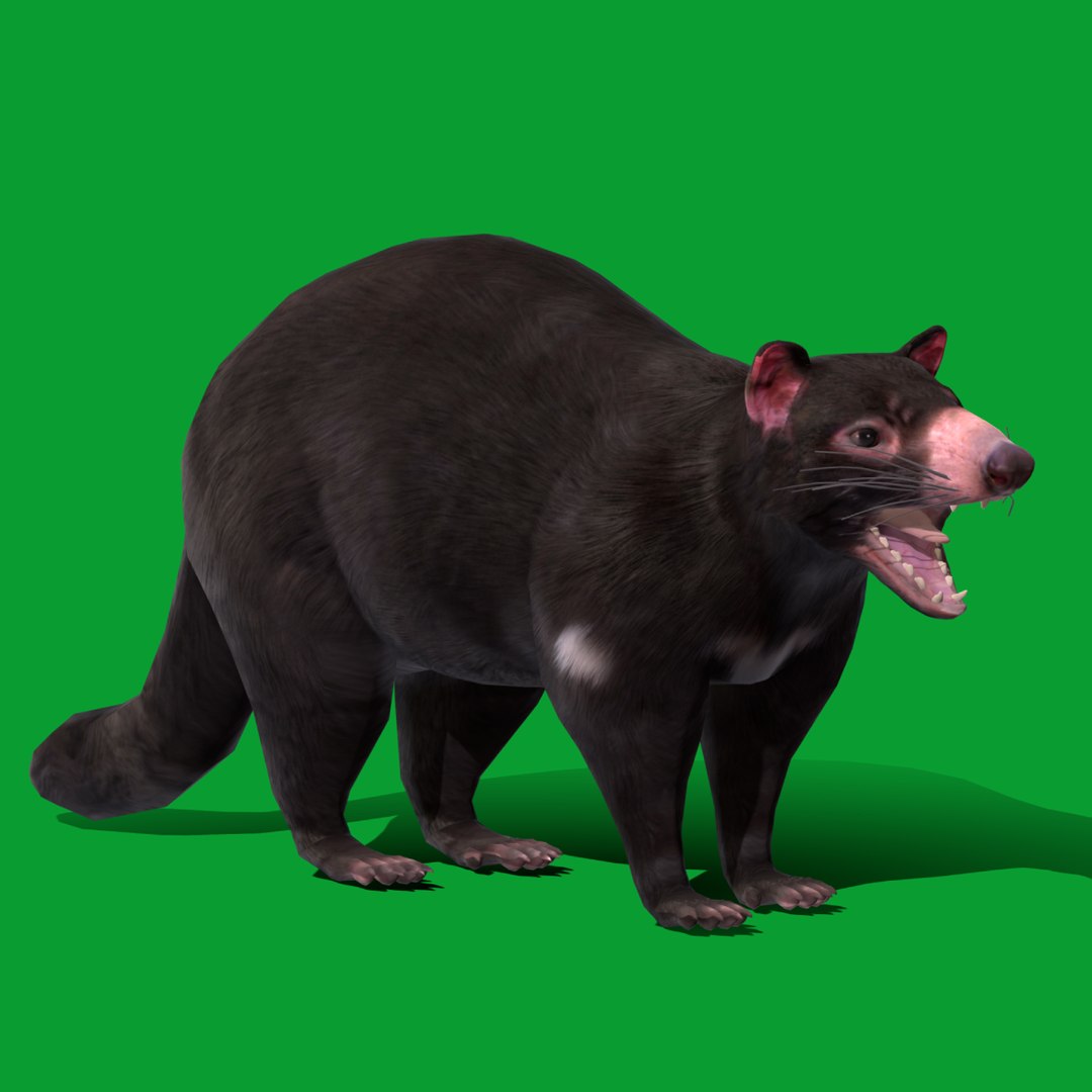 3D model Tasmanian Devils https://p.turbosquid.com/ts-thumb/sM/IipnCB/aN/search_image/png/1733658387/1920x1080/fit_q87/143d648df6f5acede4b9e40d0efa69d316b880b9/search_image.jpg