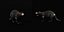 3D model Tasmanian Devils