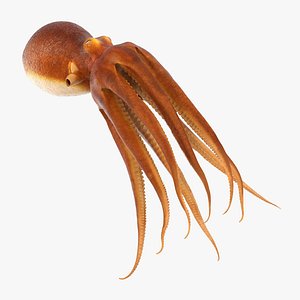 3d model of common octopus swimming