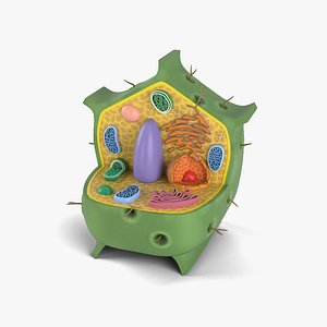 3D plant cell model
