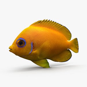 lemonpeel angelfish 3d dxf