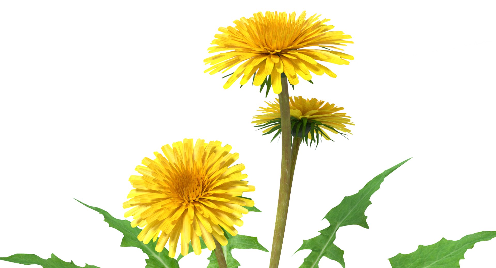 maya dandelion flowers https://p.turbosquid.com/ts-thumb/sM/vhtCMR/0i0RViOZ/thunbnail2/png/1426861909/1920x1080/fit_q87/042c3c672a30ac93cf9f232116fcdaa54b17734a/thunbnail2.jpg