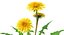 Dandelions