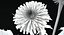 Dandelions