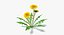 Dandelions