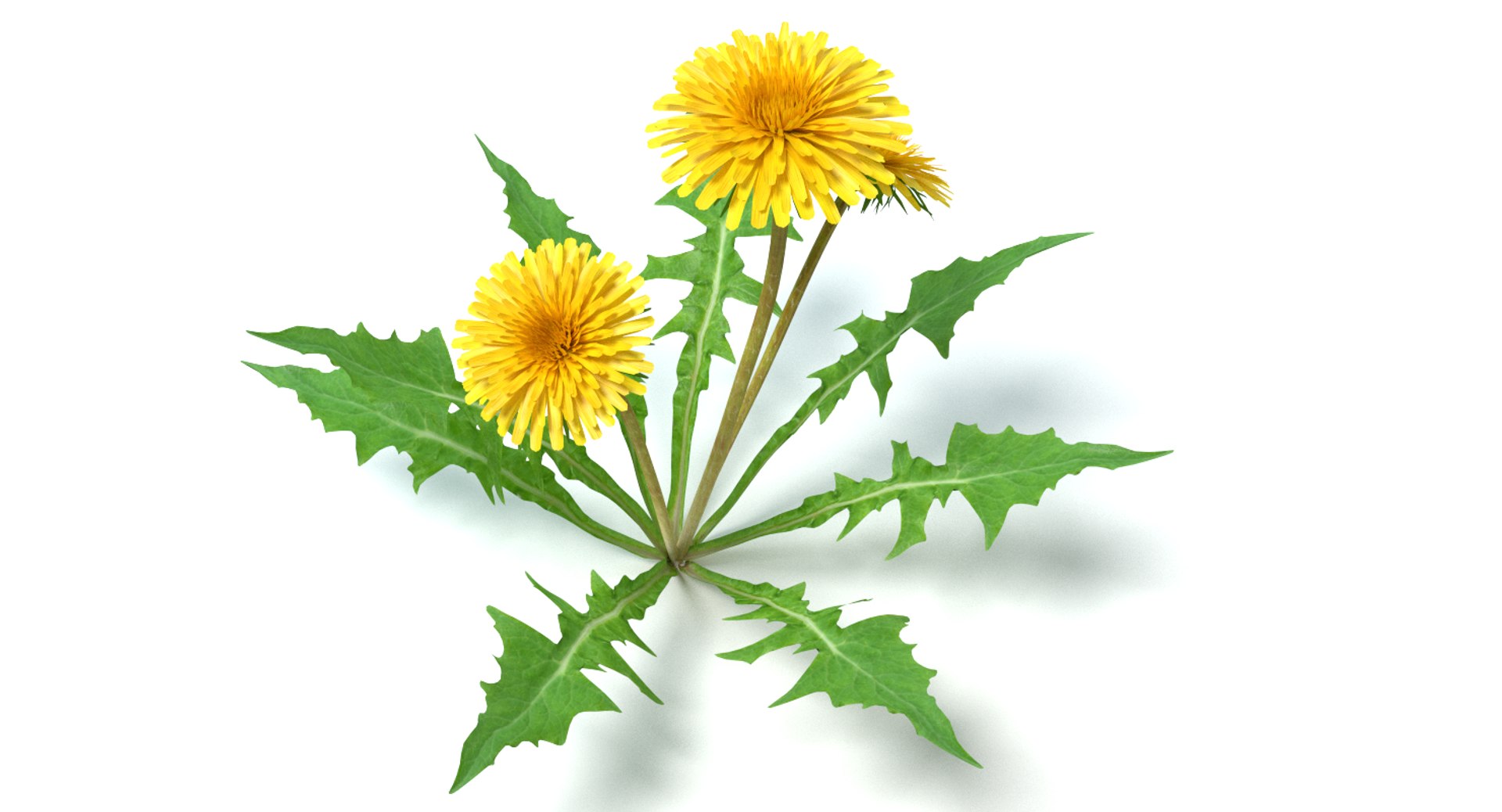 maya dandelion flowers https://p.turbosquid.com/ts-thumb/sM/vhtCMR/lEdHEK1f/thunbnail3/png/1426861909/1920x1080/fit_q87/552f528d8bc69e793fa97bafe0343a6a72e10a40/thunbnail3.jpg