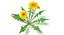 Dandelions