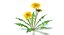 Dandelions