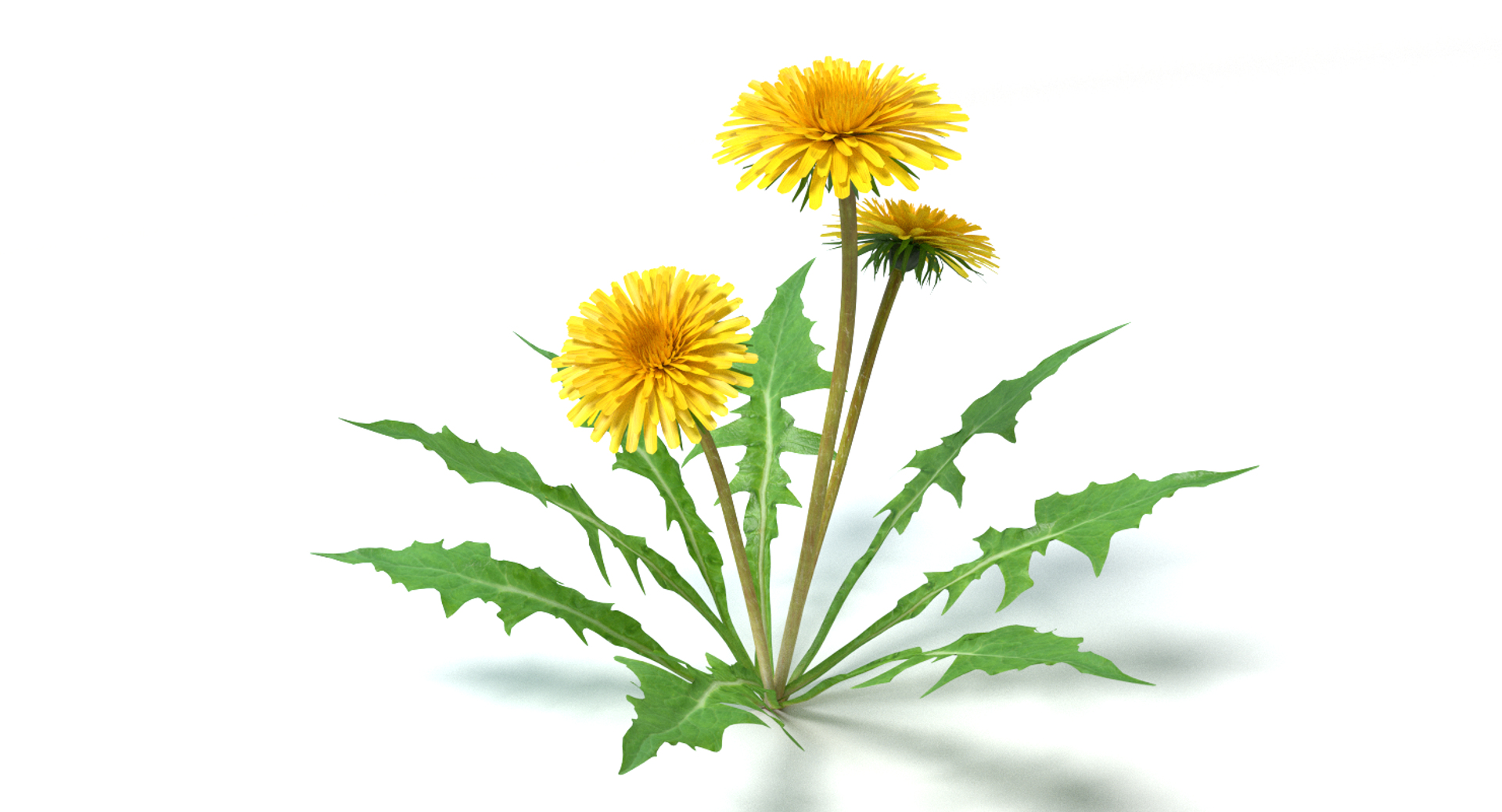 Maya Dandelion Flowers