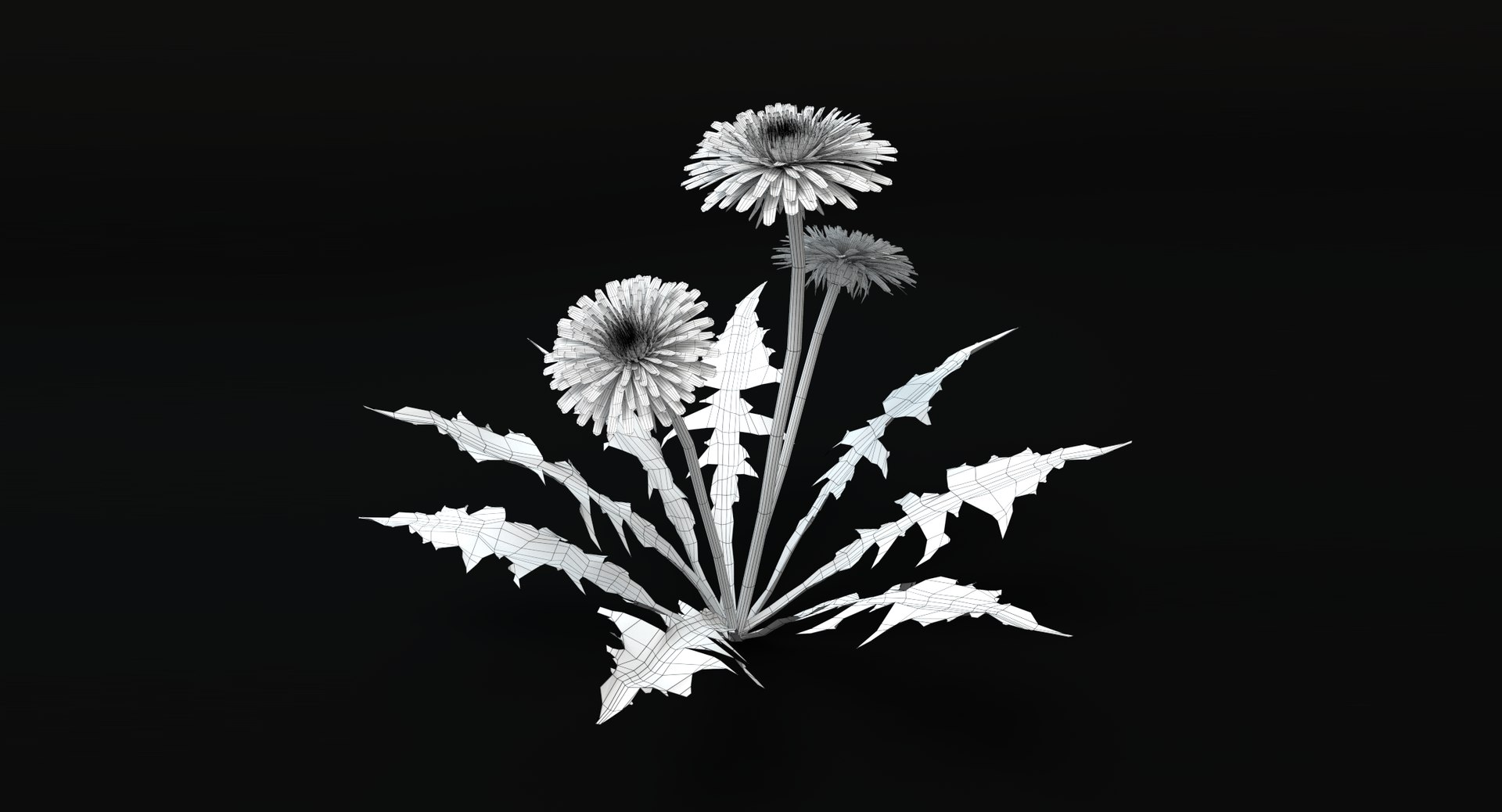 maya dandelion flowers https://p.turbosquid.com/ts-thumb/sM/vhtCMR/yL6ZBFJX/wireframe/png/1426862044/1920x1080/fit_q87/249a53c41e24ac5ac7a28786ab09318218c8bc50/wireframe.jpg