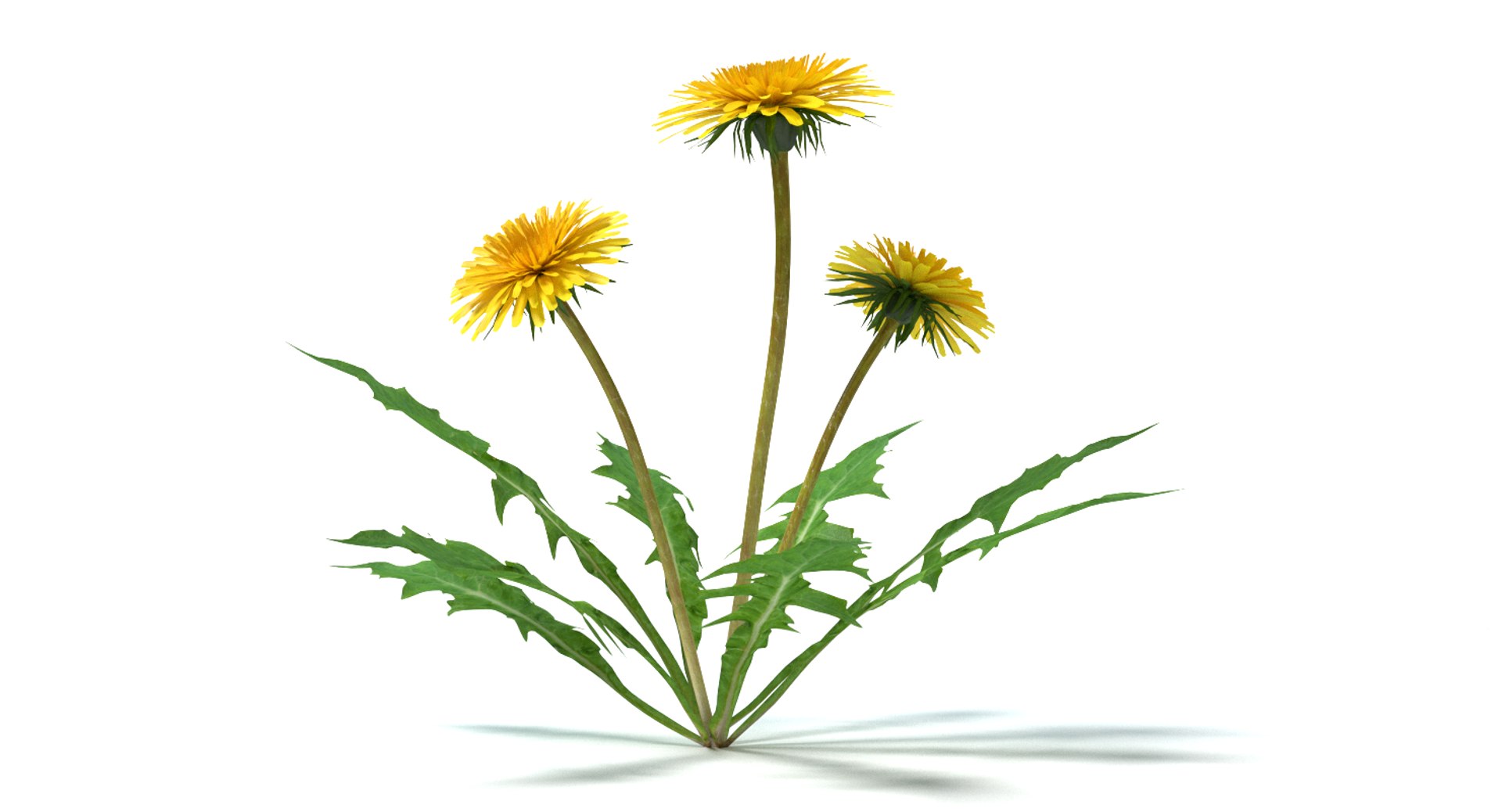 maya dandelion flowers https://p.turbosquid.com/ts-thumb/sM/vhtCMR/yeZO4gwe/thunbnail4/png/1426861909/1920x1080/fit_q87/2d9c030b4b42c6a881934e21792282e37f2efb80/thunbnail4.jpg