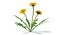 Dandelions