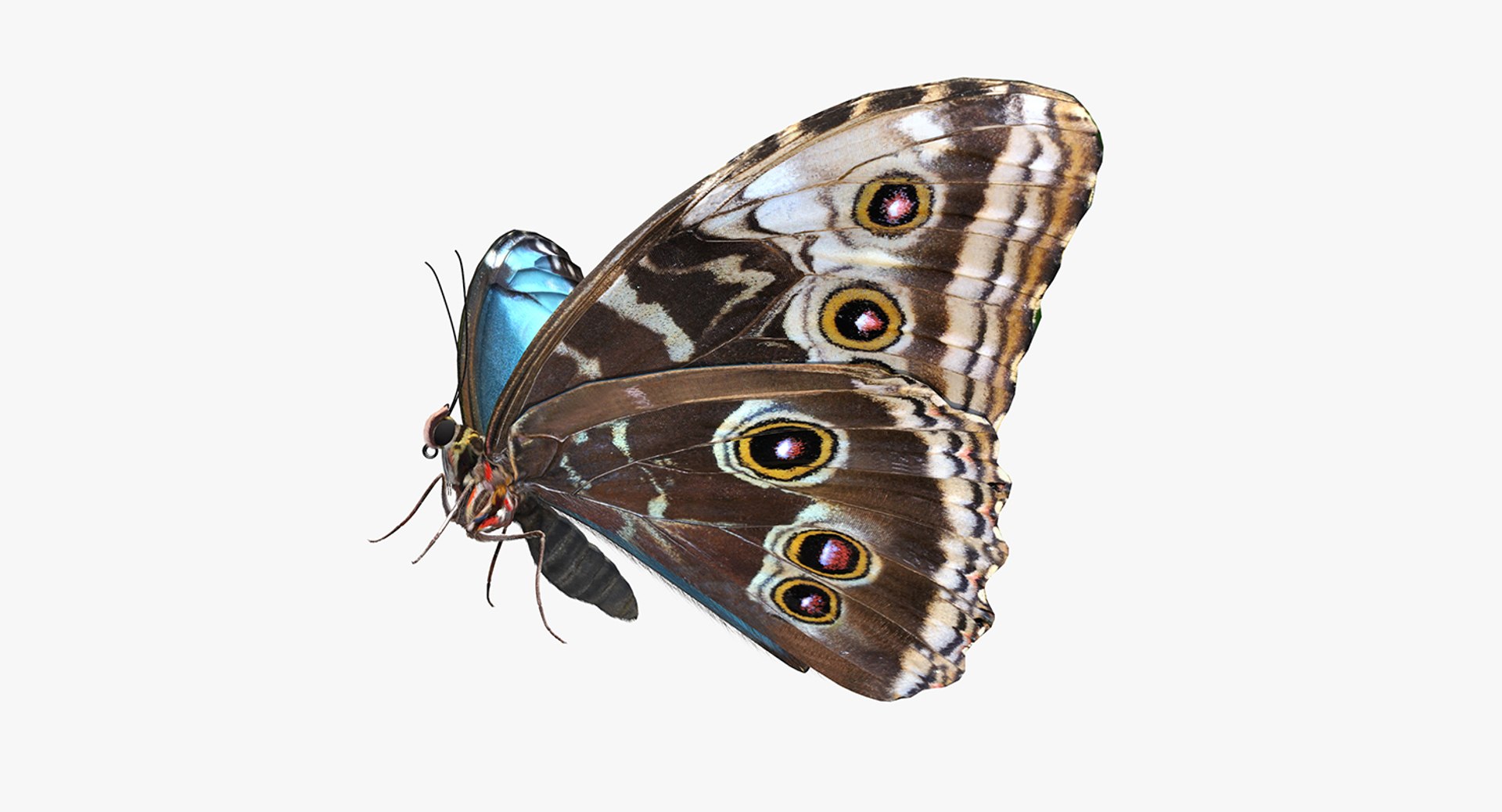 Emperor Butterfly with Fur 3D model preview