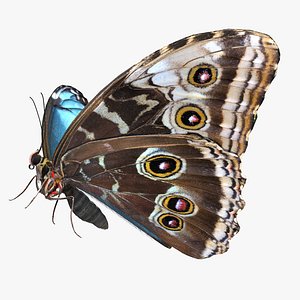 emperor butterfly fur color 3D