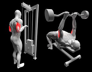 Triceps Exercise Pack - Cable Extension - French Press