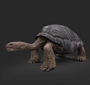 galapago turtle 3D model