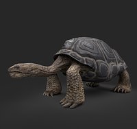 Galapagos Turtle