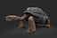 Galapagos Turtle