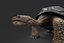 Galapagos Turtle
